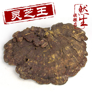  然生 野生灵芝王 源于云南深山赤芝 红灵芝直径41厘米 重量660克