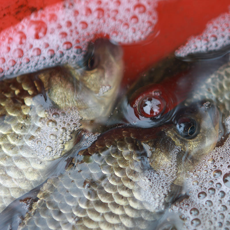 蘇北河道野生河魚河鲫魚黑魚黃鳝昂刺鯉魚泥鳅500g在類目 水產肉類/新鮮蔬果/熟食, 海鮮/水產品/製品, 淡水魚類中 - 來自Buy2taobao.com提供專業的淘寶代購服務