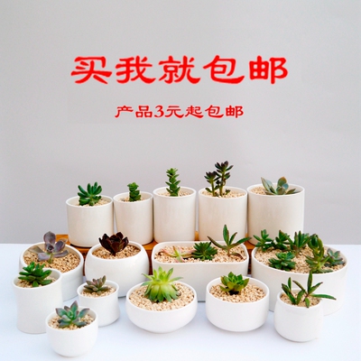 新品包邮创意白瓷多肉陶瓷盆栽白色现代简约个性可爱桌面白色花盆