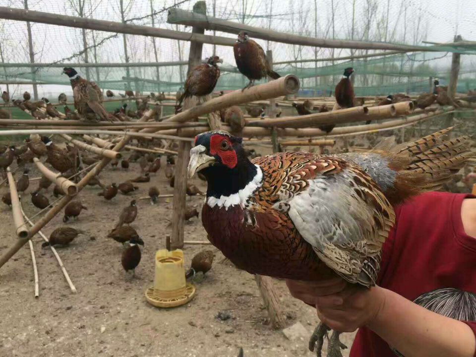 30枚装 七彩野鸡蛋 七彩山鸡蛋 土鸡蛋 农家喂养 不含饲料在类目 水产肉类/新鲜蔬果/熟食, 蛋/蛋制品, 鲜活蛋类, 鸡蛋中 - 来自Buy2taobao.com提供专业的淘宝代购服务