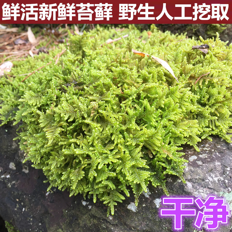 grafting Dry moss Moss Sphagnum orchid Dendrobium orchid Tortoise Hibernation transport Mat materialin the Flower delivery/Flowers simulation/Plants gardening , Creative mini-plant  category - from Buy2taobao.com to provide professional Taobao agent buy service