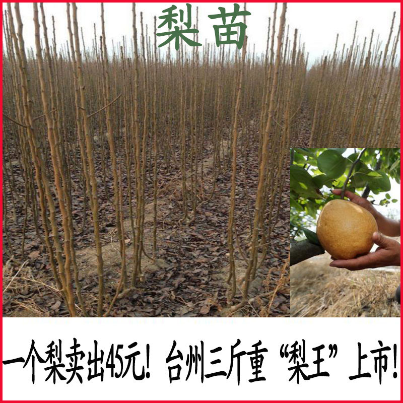 梨树嫁接苗南方种植翠冠梨特大蒲瓜梨盆栽地栽户外水果树苗|ruв категории доставка цветов/цветок моделирования/растения садоводства, садовое растение/даосское дерево/фруктовых деревьев, фруктовых деревьев - от Buy2taobao.com для оказания профессиональной услуги покупки агента Taobao