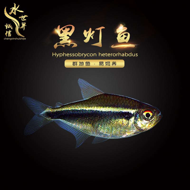 南美黑色热带鱼宠物小型群游鱼黑莲灯鱼易养黑灯管灯鱼观赏鱼活体在类目 宠物/宠物食品及用品, 水族世界, 鱼中 - 来自Buy2taobao.com提供专业的淘宝代购服务