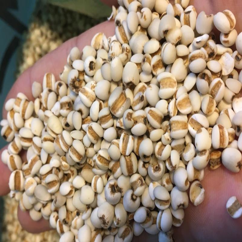 Job's tears new goods Xingren Barley kernels 500g Porridge Job's tears Adzuki Beans gorgon fruit Moisture Soupin the Agri rice/Dried foods/Condiment , Meter/Flour/Grains , Rice , Barley category - from Buy2taobao.com to provide professional Taobao agent buy service