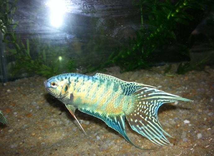 中国斗鱼 蓝叉(爆针型)成鱼 7-8CM 拉丝超长|一