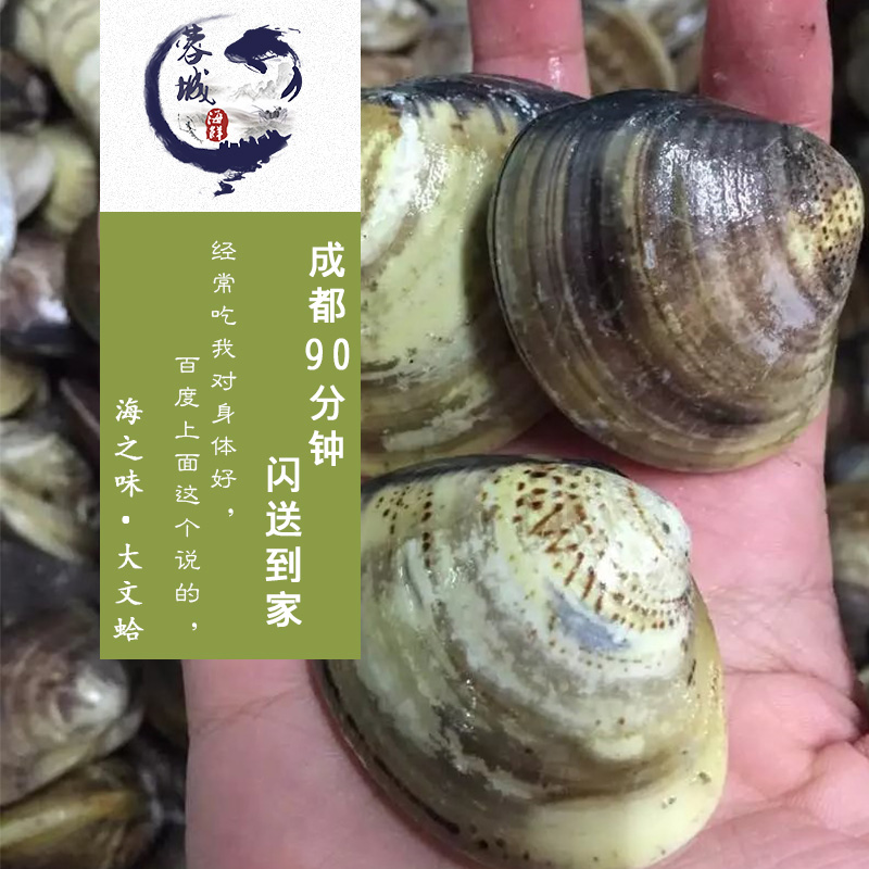 成都海鮮急送 鮮活 大文蛤 貝殼類 蛤蜊 同城閃送直達在類目 水產肉類/新鮮蔬果/熟食, 海鮮/水產品/製品, 貝類, 貝類製品中 - 來自Buy2taobao.com提供專業的淘寶代購服務