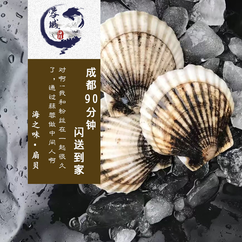 成都海鲜急送 鲜活 扇贝 一斤7-9个 川内配送 当天 野生 新鲜|ruв категории водной мясо/свежие фрукты и овощи/еда, морепродукты/водные продукты/изделия, моллюски, устрицы/яо колонка - от Buy2taobao.com для оказания профессиональной услуги покупки агента Taobao
