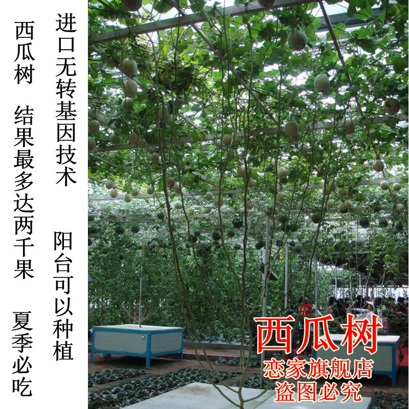 {无籽西瓜能用蜜蜂授粉吗}.