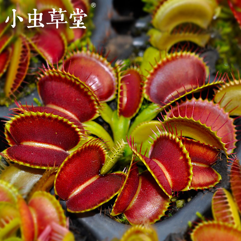 G16 Venus flytrap-Bug Cottage Carnivorous plants Potted plant Fresh Cordyceps large Piranha Vigor Big mouthin the Flower delivery/Flowers simulation/Plants gardening , Flowers/Potted plants (New) , Plants category - from Buy2taobao.com to provide professional Taobao agent buy service