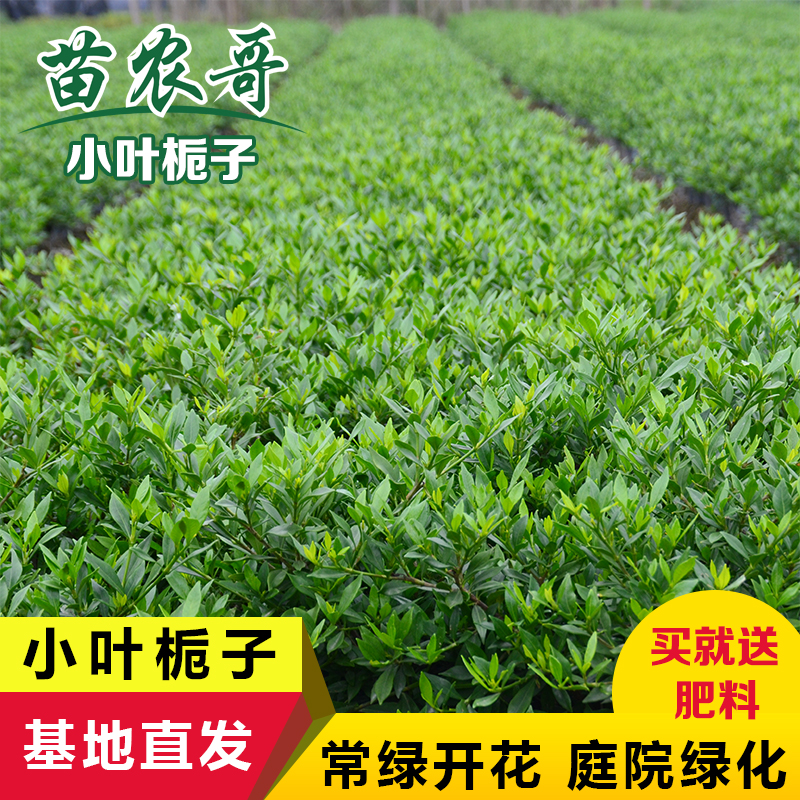 小叶栀子花树苗庭院阳台绿化植物花卉盆栽办公桌绿植四季常青苗木在类目 鲜花速递/花卉仿真/绿植园艺, 花卉/绿植盆栽(新), 绿植中 - 来自Buy2taobao.com提供专业的淘宝代购服务