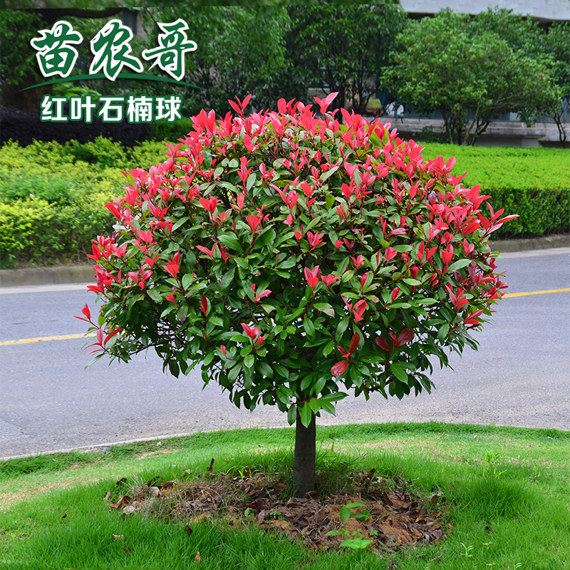 photinia fraseri courtyard green Seedlings Sapling photinia fraseri Four seasons Evergreen green Botanyin the Flower delivery/Flowers simulation/Plants gardening , Garden Plants/Trees/Fruit tree, Trees/Arbor category - from Buy2taobao.com to provide professional Taobao agent buy service