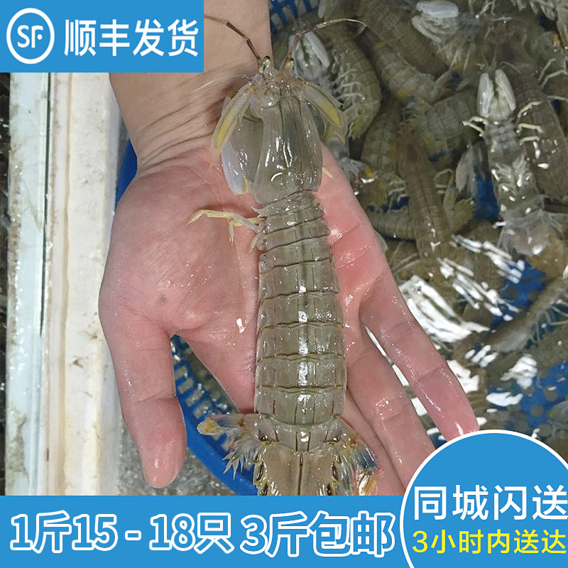 舟山新鲜皮皮虾鲜活大虾爬爬虾 东海海鲜琵琶虾富贵虾濑尿虾虾姑在类目 水产肉类/新鲜蔬果/熟食, 海鲜/水产品/制品, 虾类, 活虾中 - 来自Buy2taobao.com提供专业的淘宝代购服务