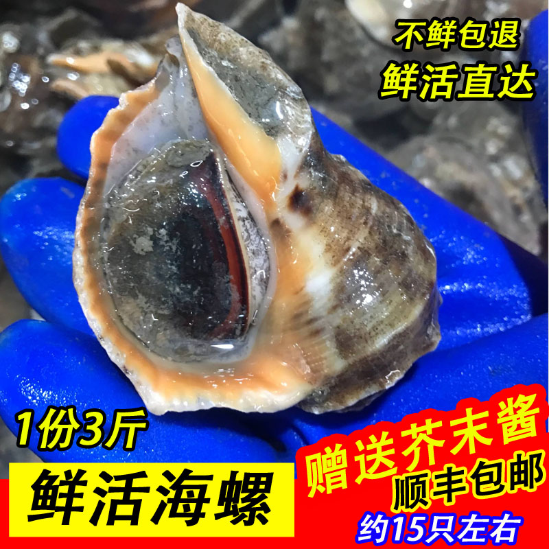 fresh Large conch Fresh Super large snail wild Shellfish Aquatic products 3 poundsin the Aquatic meat/Fresh fruits and vegetables/Cooked , Seafood/Aquatic/Product , Shellfish , Shellfish Products category - from Buy2taobao.com to provide professional Taobao agent buy service