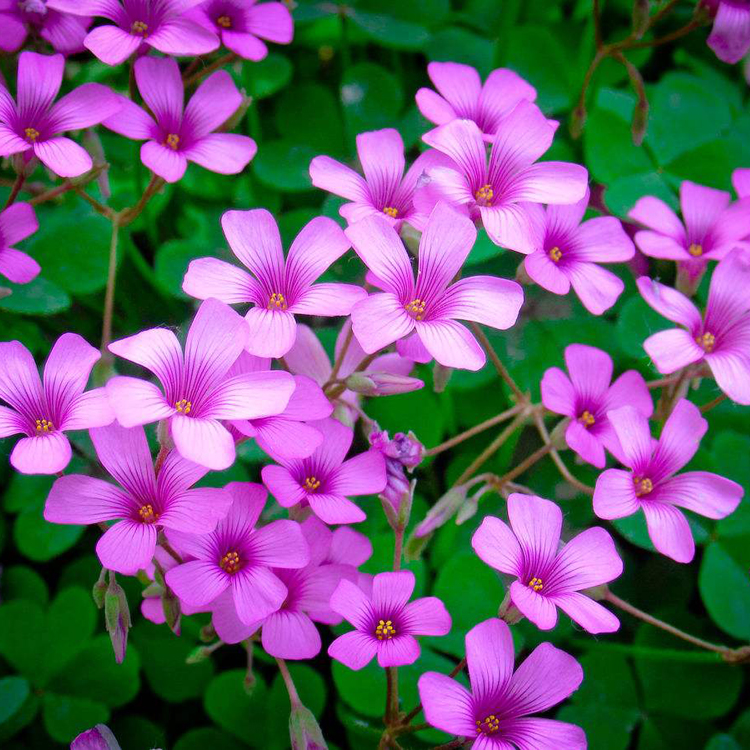 Safflower Clover Lucky clover Easy to live and long flowering period Red flowers Potted Pulpgrass Seedling seed ball Old pilein the Flower delivery/Flowers simulation/Plants gardening , Creative mini-plant category - from Buy2taobao.com to provide professional Taobao agent buy service