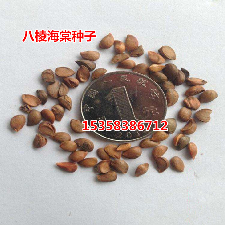 新采八棱海棠種子 壹級淨種子 嫁接蘋果苗主要砧木 海棠樹種在類目 鮮花速遞/花卉仿真/綠植園藝, 花卉/蔬果/草坪種子(新), 家庭園藝種子中 - 來自Buy2taobao.com提供專業的淘寶代購服務
