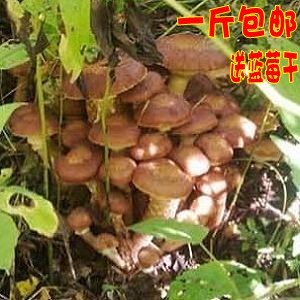  榛蘑野生干货 榛蘑菇榛蘑丁东北特产山货菌类特级精选无根1斤包邮