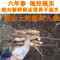 上下架计划:东北特产 长白山人参 带土新鲜人参 6年根 参须完整 自产自销