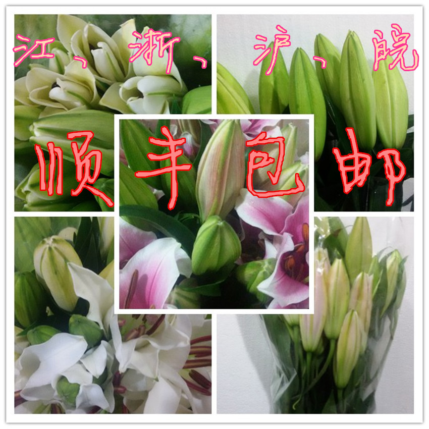 粉色白色黄色紫色香水百合室内客厅鲜花新鲜家庭用花办公室插花在类目 鲜花速递/花卉仿真/绿植园艺, 鲜花速递(同城)中 - 来自Buy2taobao.com提供专业的淘宝代购服务