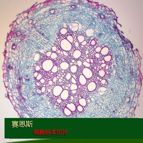 学生教学实验科普生物细胞玻片标本切片在类目 玩具/童车/益智/积木/模型, 学习/实验/绘画文具, 科学实验中 - 来自Buy2taobao.com提供专业的淘宝代购服务