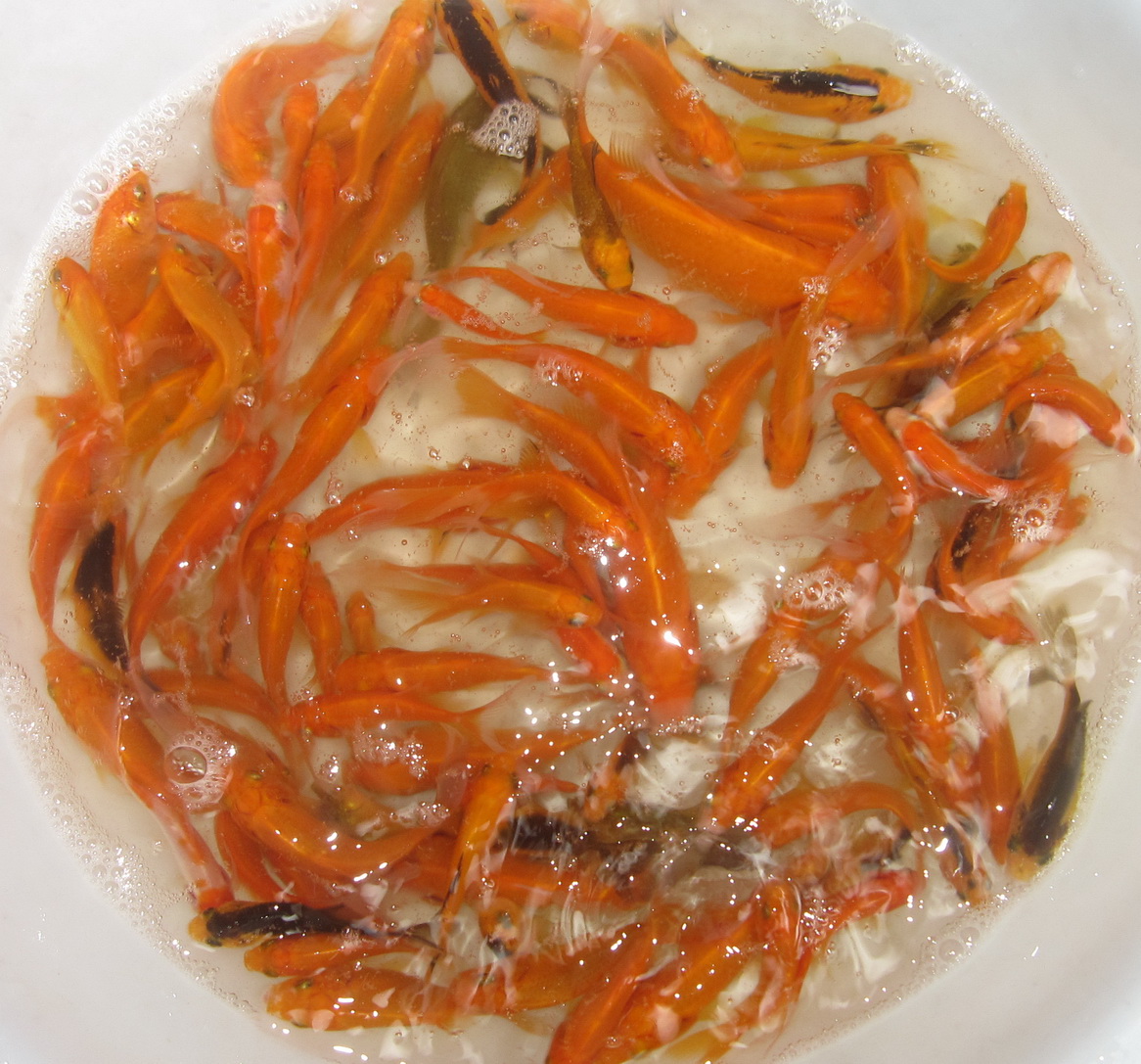 【蓝天水族】观赏鱼 冷水鱼 锦鲫鱼苗 小锦鲫鱼