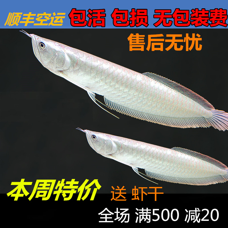銀龍魚活體銀龍魚苗幼魚熱帶魚觀賞魚大型魚風水魚淡水魚低價免郵在類目 寵物/寵物食品及用品, 水族世界, 魚中 - 來自Buy2taobao.com提供專業的淘寶代購服務