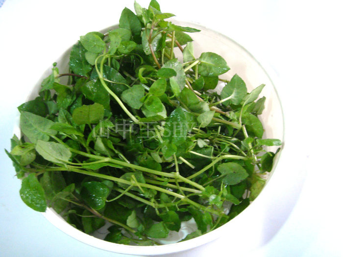 【图】繁缕草销售排行 繁缕草网上专卖 繁缕哪