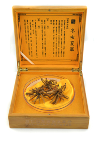 四季滋补堂 正品 西藏 那曲 冬虫夏草 4条/克  年最新虫草
