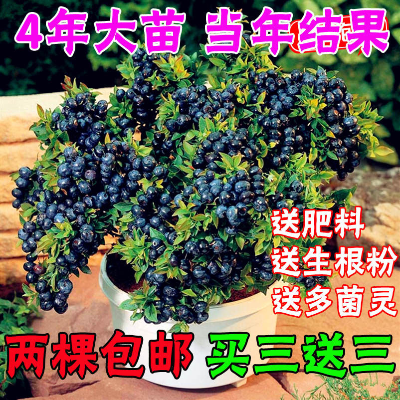 蓝莓苗 4年蓝莓树苗 当年结果 兔眼蓝莓树苗 带原盆土发货 包活