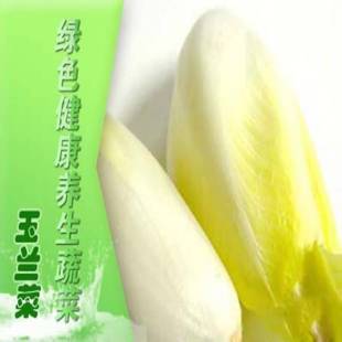  新品上市 新鲜蔬菜 蔬菜沙拉酱生菜 比利时小生菜玉兰菜