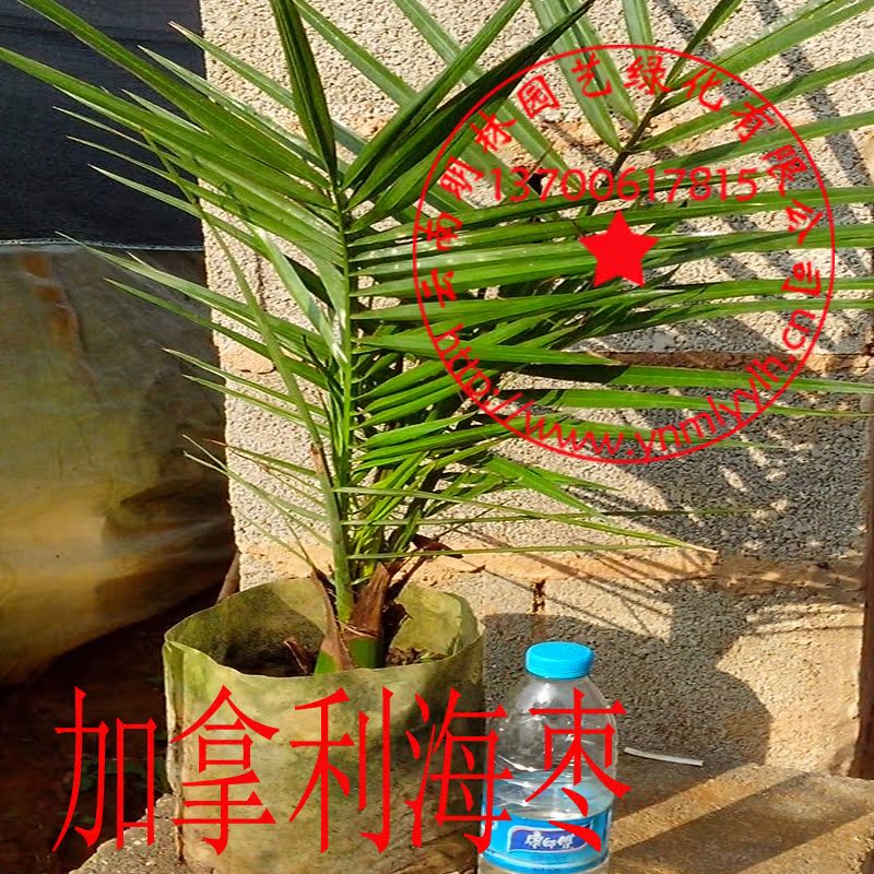 加拿利海枣苗/枣椰在类目 鲜花速递/花卉仿真/绿植园艺, 花园植物/行道树/果树, 行道树/乔木中 - 来自Buy2taobao.com提供专业的淘宝代购服务