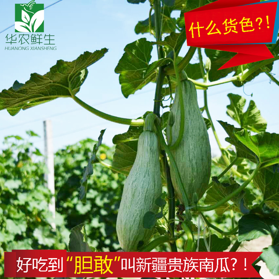 Xinjiang Aristocracy Pumpkin 4.5-5 Chestnut squash Watkins Pumpkin Complementary food Pumpkin Noodles Pumpkinin the Aquatic meat/Fresh fruits and vegetables/Cooked , Fresh vegetables/Vegetable products , Fresh vegetables , Other category - from Buy2taobao.com to provide professional Taobao agent buy service