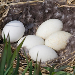  新鲜 农家散养白鹅蛋 正宗处子鹅蛋 孕妇老人必备 江山白鹅之乡