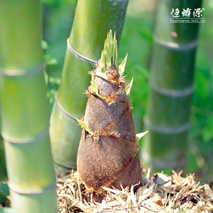  【新品上架】雪地冬笋 新鲜美味野生冬笋 店长自挖 嫩脆可口