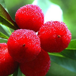  20斤杨梅酒酿酒套餐 杨梅酒酿酒辅料 酿酒酵母 葡萄酒自酿坊