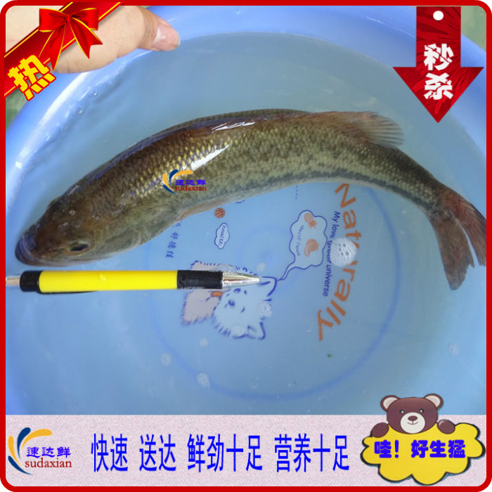 生猛海鲜鲜活野生鲈鱼加州鲈鱼 花鲛 四鳃鲈鱼河鲈 花鲈寨花鲈|msdalam kategori daging perikanan/Buah-buahan segar dan sayur-sayuran/dimasak, makanan laut/produk akuatik/produk, ikan air tawar - dari Buy2taobao.com untuk memberikan perkhidmatan ejen Taobao profesional membeli