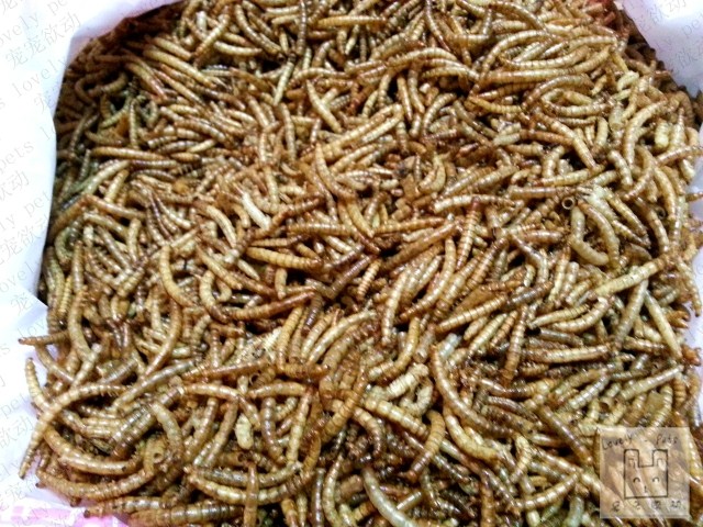 萌宠窝窝 散装面包虫干 黄粉虫 仓鼠 龟 鸟零食15g补充丰富蛋白质在类目 宠物/宠物食品及用品, 仓鼠类及其它小宠, 饲料/零食中 - 来自Buy2taobao.com提供专业的淘宝代购服务