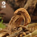 【云根_黄牛肝菌】云南野生菌牛肝菌 4A特级山珍干货特产128g特价 【云根_黄牛肝菌】云南野生菌牛肝菌 4A特级山珍干货特产128g特价