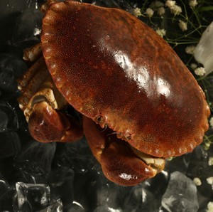  海鲜黄金蟹 螃蟹 新鲜冷冻梭子蟹 黄道蟹 海蟹 【面包蟹】 帝王蟹