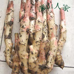  预售 新鲜嫩生姜 有机蔬菜 生姜带泥嫩姜仔姜 产地直销常吃胜人参