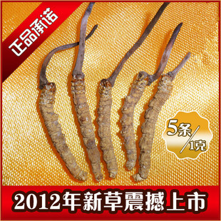  冬虫夏草 青海玉树极品冬虫夏草 5根/克 同仁堂最高级别 品质保证