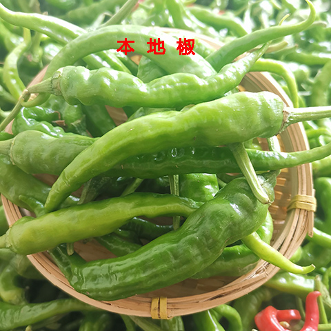 包郵現摘鮮辣椒壹斤裝本地椒徐州邳州新沂特産大棚當季蔬菜農産在類目 水產肉類/新鮮蔬果/熟食, 新鮮蔬菜/蔬菜製品, 新鮮蔬菜, 其它中 - 來自Buy2taobao.com提供專業的淘寶代購服務