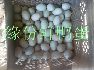  缘份新鲜鸭蛋原生态养殖散养鸭蛋咸鸭蛋去胎毒专用空运野鸭蛋