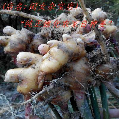 Dehua Farm Home ginger Loess The original ecology Organic The month New products 3 poundsin the Aquatic meat/Fresh fruits and vegetables/Cooked , Fresh vegetables/Vegetable products , Ginger category - from Buy2taobao.com to provide professional Taobao agent buy service