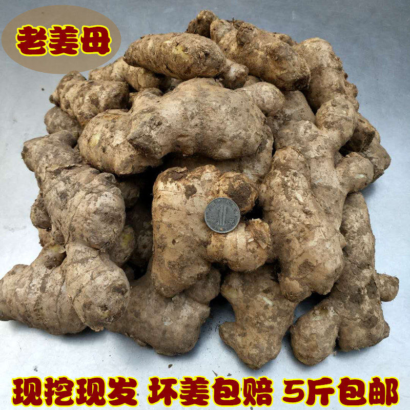 山东特产大姜老姜母生姜5斤黄姜母新鲜生姜种子大黄姜土姜月子姜