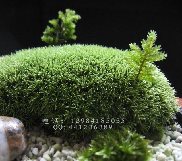 苔藓球,半圓在類目 鮮花速遞/花卉仿真/綠植園藝, 花卉/綠植盆栽(新), 綠植中 - 來自Buy2taobao.com提供專業的淘寶代購服務
