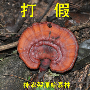  神农架原始森林 野生林芝 赤灵芝  紫灵芝 野生赤灵芝 可切灵芝片