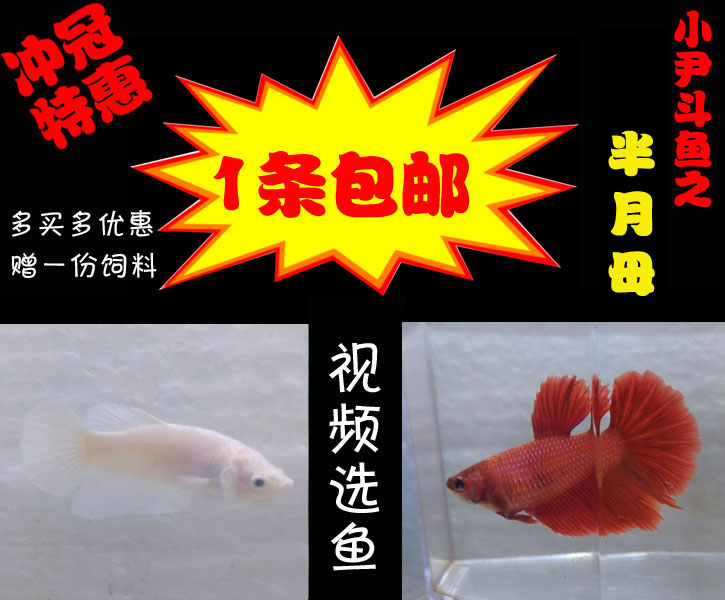 泰国进口活体斗鱼视频选鱼一条就包邮——半月母鱼在类目 宠物/宠物食品及用品, 水族世界, 鱼中 - 来自Buy2taobao.com提供专业的淘宝代购服务