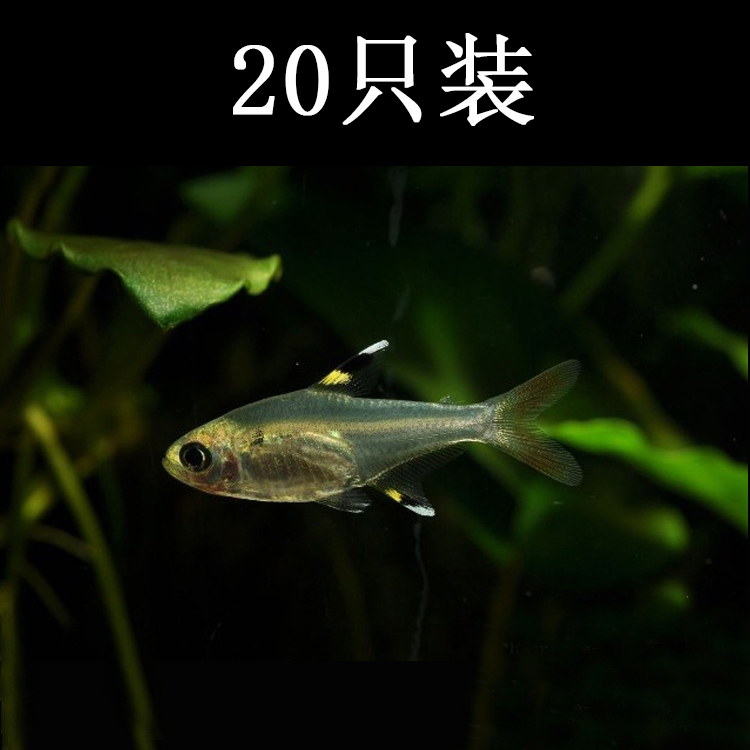 Aquarium Ornamental fish living thing freshwater Light Division Fish Glass Swordfish Fish Tropical small-scale Special Offerin the Pet/Pet food and supplies , Aqua World , Fish category - from Buy2taobao.com to provide professional Taobao agent buy service