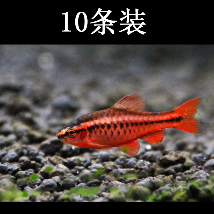 水族观赏鱼活体淡水灯科鱼红玫瑰草缸群游鱼热带小型鱼宠物鱼包邮在类目 宠物/宠物食品及用品, 水族世界, 鱼中 - 来自Buy2taobao.com提供专业的淘宝代购服务