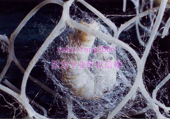 Silkworm net Cocooning Network Sericulture for cocoon Cocoon net 40*43 centimeter A 3 slicein the Pet/Pet food and supplies , Reptile/Insects and supplies Ming , Silkworm category - from Buy2taobao.com to provide professional Taobao agent buy service